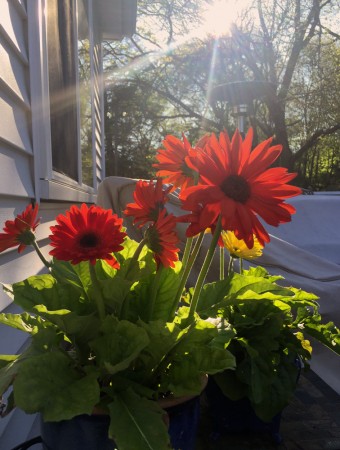 gerberas morning sun for carole knits