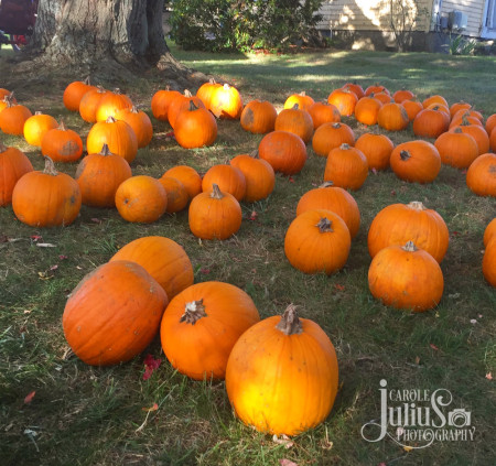 soule-homestead-pumpkins-for-carole-knits