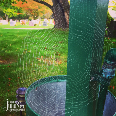 spider-web-for-carole-knits
