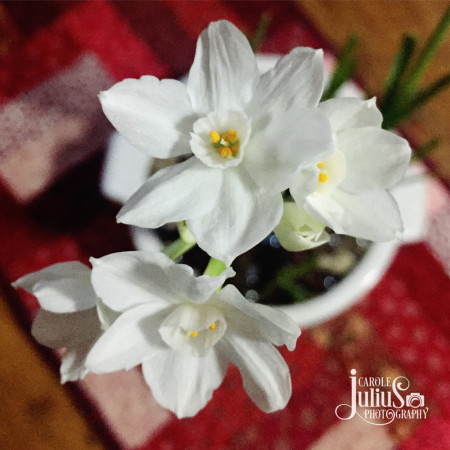 paperwhites-for-carole-knits