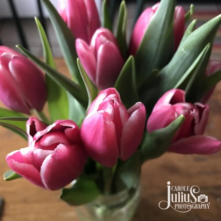 pink tulips mason jar for carole knits