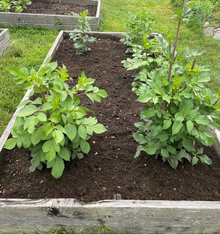 Garden Update