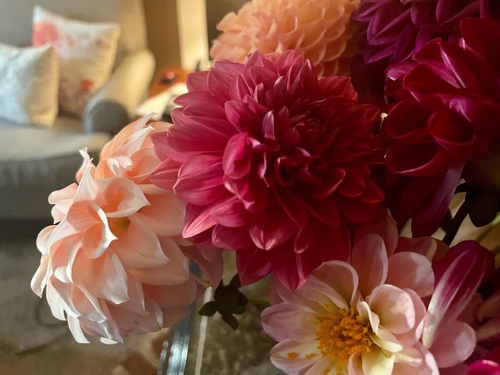 dahlias with couch Carole Knits