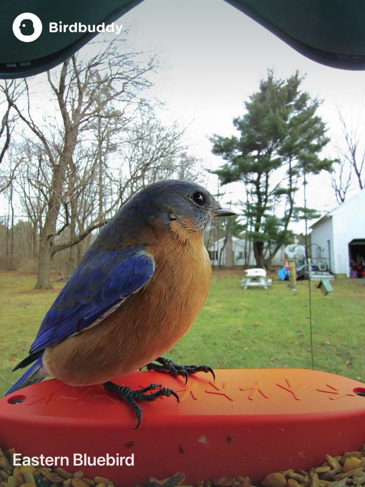 Postcards from My Bird Buddy