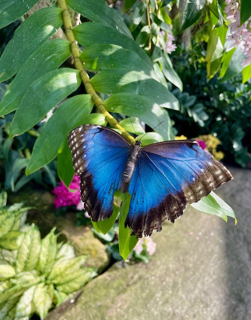Niagara Falls Butterfly Conservatory