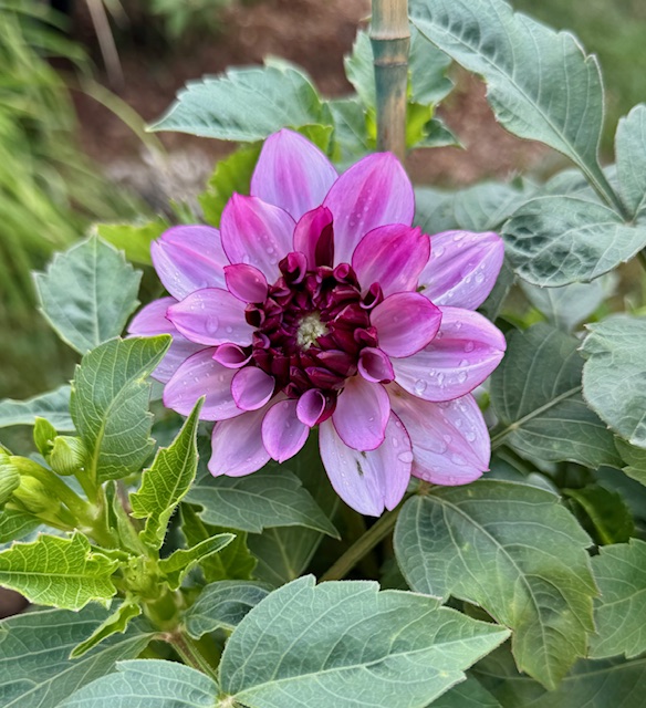 Daily Dahlia