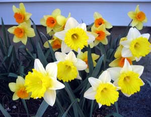 daffodil_bunch.jpg