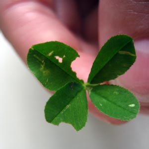 four_leaf_clover.jpg
