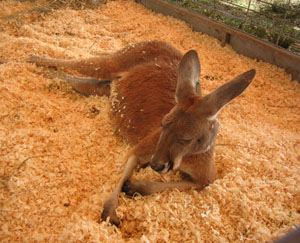 kangaroo.jpg