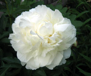 peony1.JPG