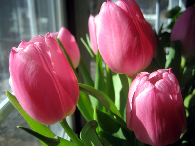 pink_tulips.jpg