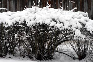 snowy_bushes.jpg