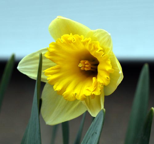daffodil_april_08.jpg