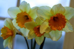 daffodils_window.jpg