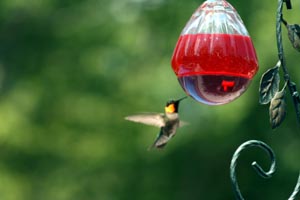 hummingbird_two.jpg
