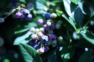 blueberry_bush.jpg