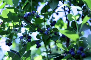 blueberry_bush_2.jpg