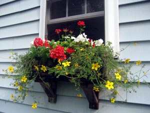 window_box_07.jpg